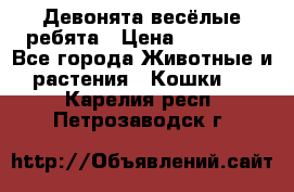 Девонята весёлые ребята › Цена ­ 25 000 - Все города Животные и растения » Кошки   . Карелия респ.,Петрозаводск г.